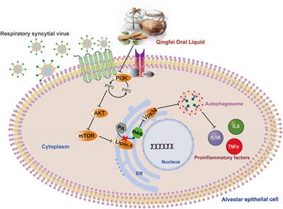 Integrated Network Pharmacology and Lipidomics to Reveal the Inhibitory Effect of Qingfei Oral Liquid on Excessive Autophagy in RSV-Induced Lung Inflammation